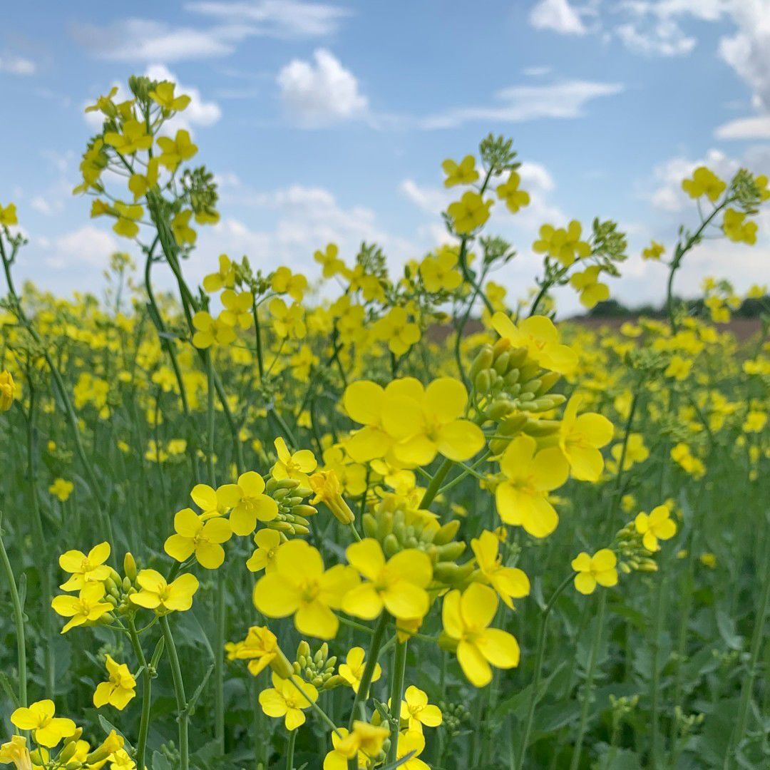 Canola